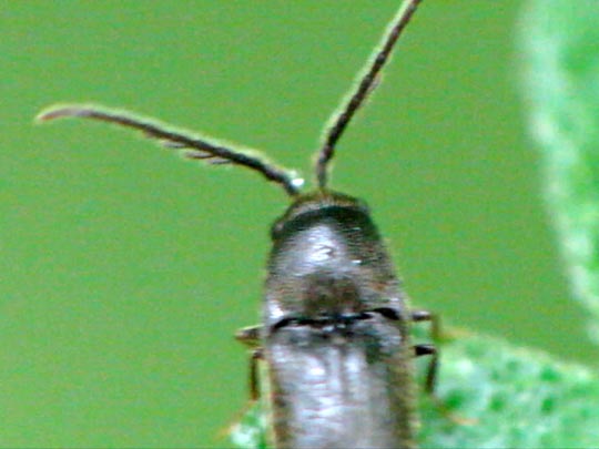 Eucnemidae, Kammkäfer