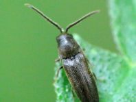 Eucnemidae, Kammkäfer