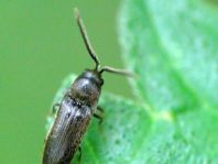 Eucnemidae, Kammkäfer