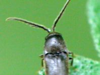 Eucnemidae, Kammkäfer