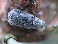 Doydirhynchus austriacus