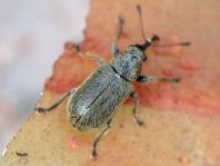 Doydirhynchus austriacus