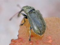 Doydirhynchus austriacus