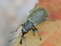 Doydirhynchus austriacus
