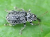 Doydirhynchus austriacus