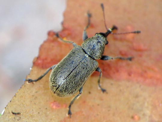 Doydirhynchus austriacus
