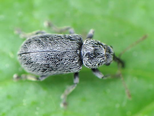 Doydirhynchus austriacus