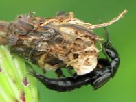 Kurzflügler, Staphylinidae