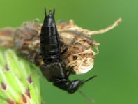 Kurzflügler, Staphylinidae