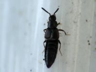 Kurzflügler, Staphylinidae