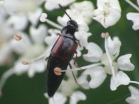 Kurzflügler, Staphylinidae