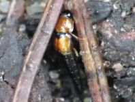 Kurzflügler, Staphylinidae