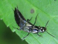 Kurzflügler, Staphylinidae
