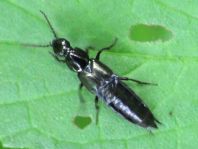 Kurzflügler, Staphylinidae