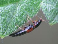 Kurzflügler, Staphylinidae