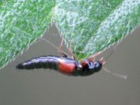 Kurzflügler, Staphylinidae