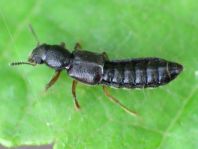 Bledius sp.