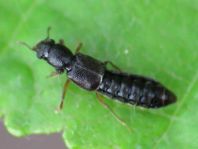 Bledius sp.