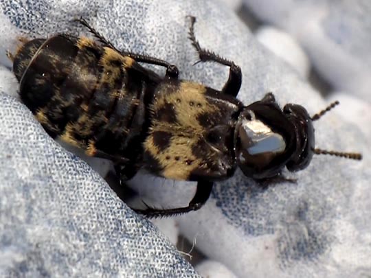 Creophilus maxillosus