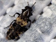 Creophilus maxillosus