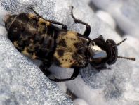 Creophilus maxillosus