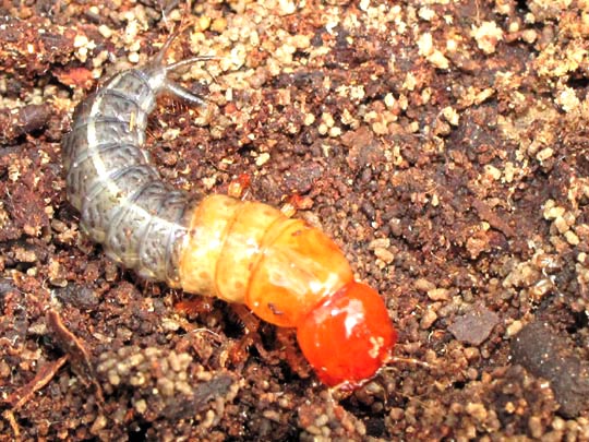 Kurzflügler, Staphylinidae, Larve