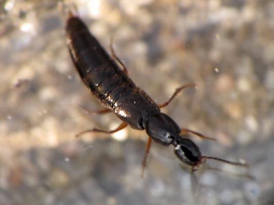 Kurzflügler, Staphylinidae