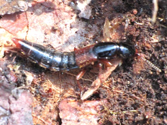 Staphylinidae