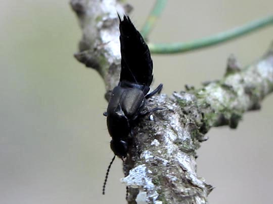 Kurzflügler, Staphylinidae