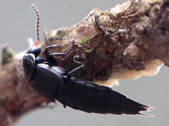 Kurzflügler, Staphylinidae