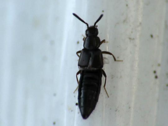 Kurzflügler, Staphylinidae