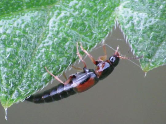 Kurzflügler, Staphylinidae