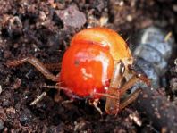 Kurzflügler, Staphylinidae
