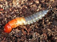 Kurzflügler, Staphylinidae