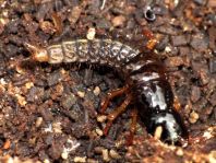 Kurzflügler, Staphylinidae