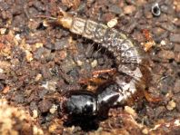 Kurzflügler, Staphylinidae