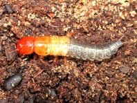 Kurzflügler, Staphylinidae