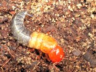 Kurzflügler, Staphylinidae