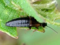 Kurzflügler, Staphylinidae