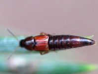 Kurzflügler, Staphylinidae