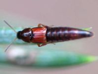 Kurzflügler, Staphylinidae
