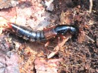 Staphylinidae