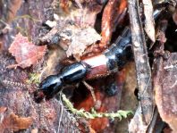 Staphylinidae