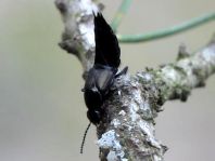 Kurzflügler, Staphylinidae