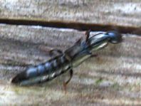 Kurzflügler, Staphylinidae