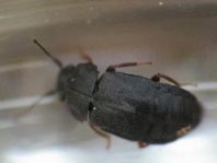 Megarthrus depressus