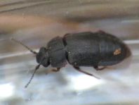 Megarthrus depressus
