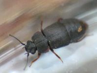 Megarthrus depressus