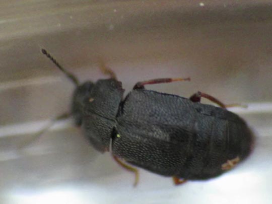 Megarthrus depressus