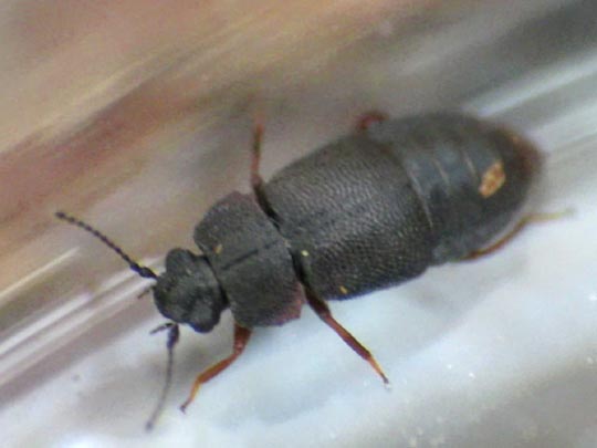 Megarthrus depressus